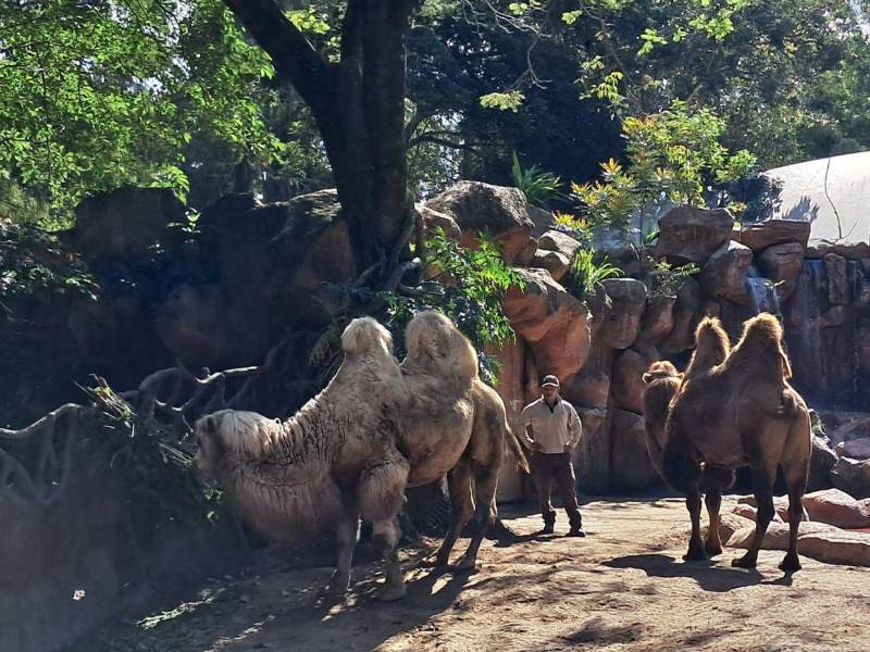 Los camellos con sus imponentes jorobas se pasean dentro de su espacio. El zoológico se ha convertido en un área de conservación de especies.