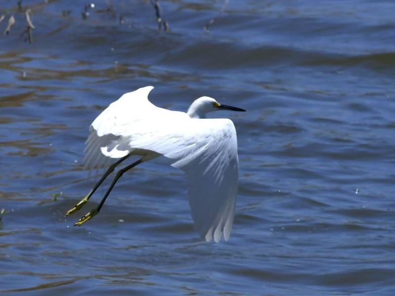 Unas 40 especies de aves se pueden apreciar en el Pacífico de Honduras.