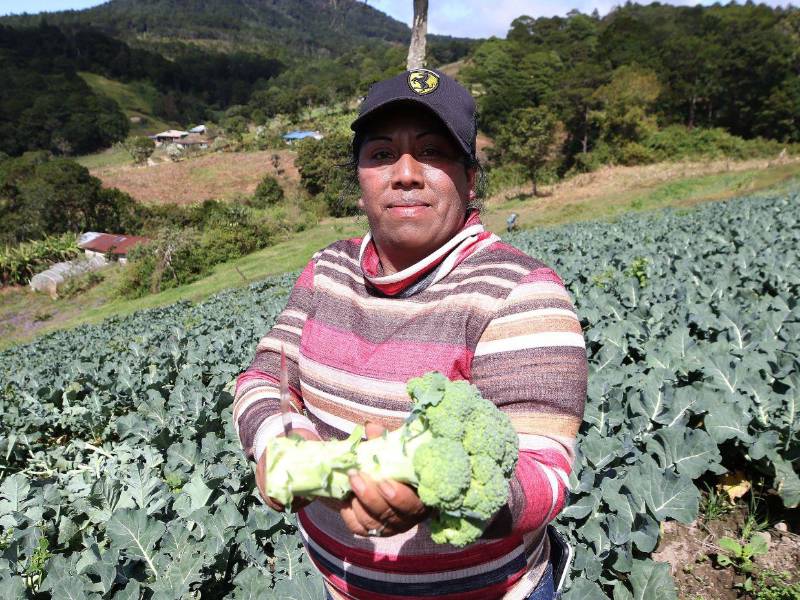 En cada rincón del país, las madres hondureñas como Carmen Leticia representan la fuerza silenciosa que se levanta temprano para trabajar la tierra y cuidar el futuro de sus hijos.