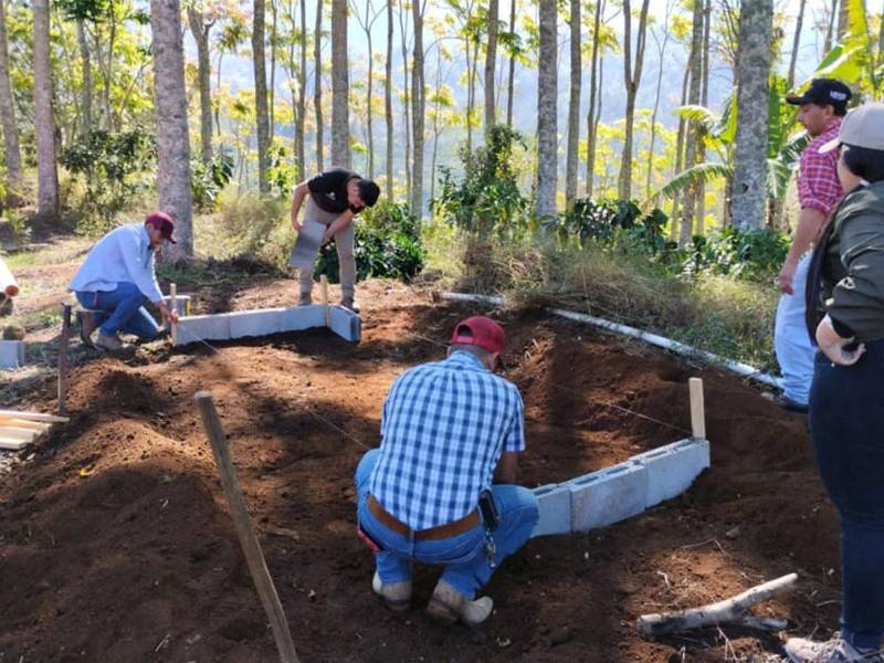 CAFICO ha acompañado esta renovación cafetalera con la implementación de tecnologías de manejo agrícola para maximizar el potencial de las nuevas variedades, promoviendo la sostenibilidad en el largo plazo.