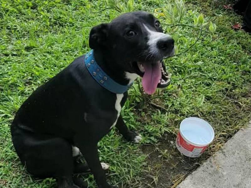 El canino ha encontrado un lugar de refugio y cuidados dentro del Palacio de Justicia.