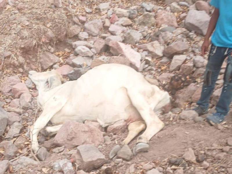 Los semovientes se caen por el calor y la debilidad que les provoca la falta de alimento en zonas del corredor seco.