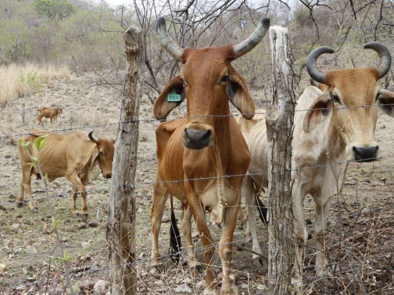 Las vacas pasan atentas a sus dueños, esperando que les lleven algo de alimento.
