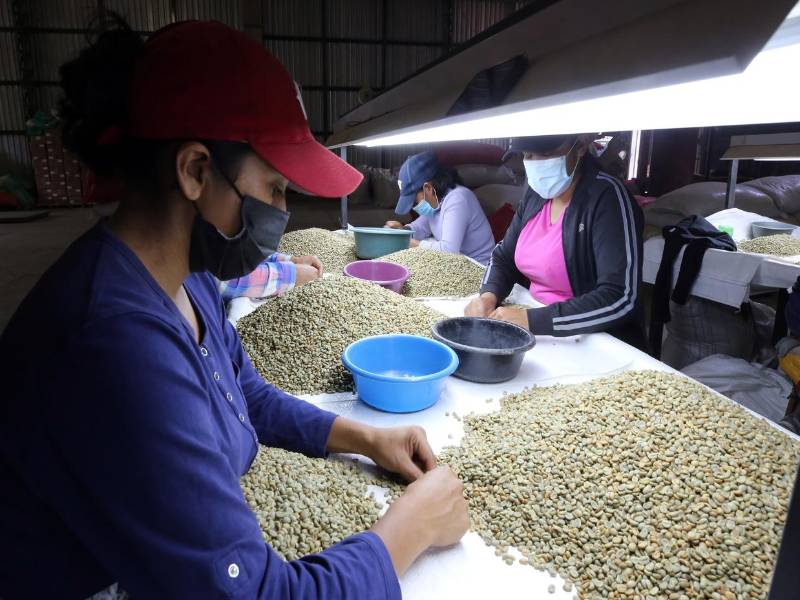 El café es la principal fuente de divisas en Honduras y hay más de 120,000 familias involucradas en este rubro, donde el 20% son mujeres.