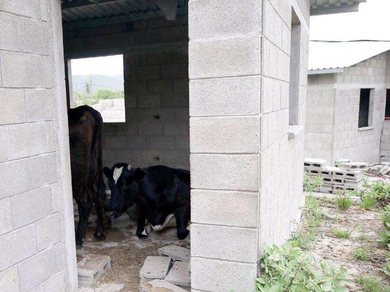 Mientras vacas ocupan las casas de bloque en Lomas del Diamante, los habitantes de los contenedores sufren y hasta se enferman, piden al gobierno que se las asignen.