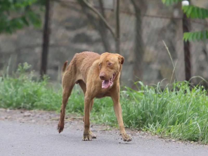 Solo entre enero y junio del presente año, la Unidad Canina ha intervenido aproximadamente 50 casos de maltrato animal en coordinación con el Departamento Municipal de Justicia.