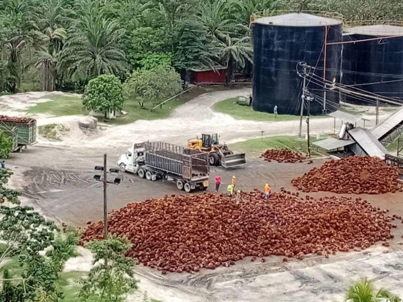 El sector palmero deberá cumplir con la normativa ambiental de la Unión Europea que entra en vigencia a finales de este año.