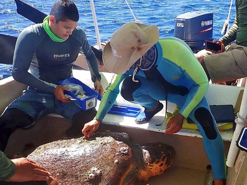 Desde hace años, científicos marinos vienen estudiando las amenazas y peligros que sufre la población de tortugas marinas en el Caribe hondureño.