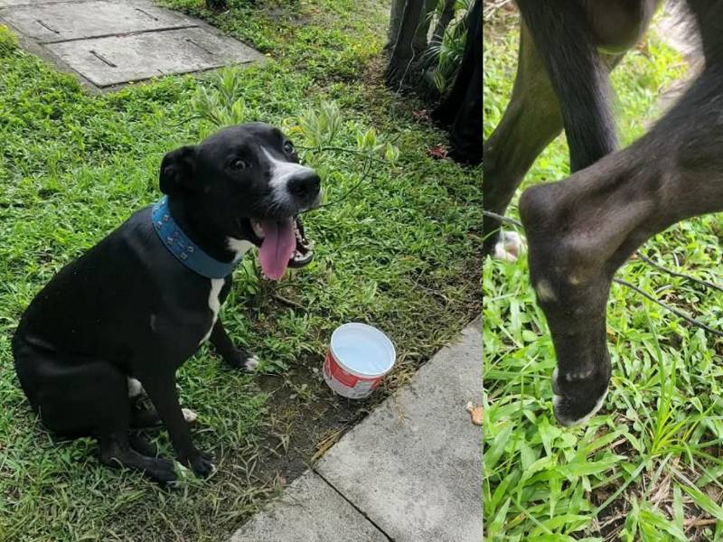 El canino fue auxiliado por empleados del Palacio de Justicia de San Pedro Sula tras llegar con una lesión en su pata trasera derecha.