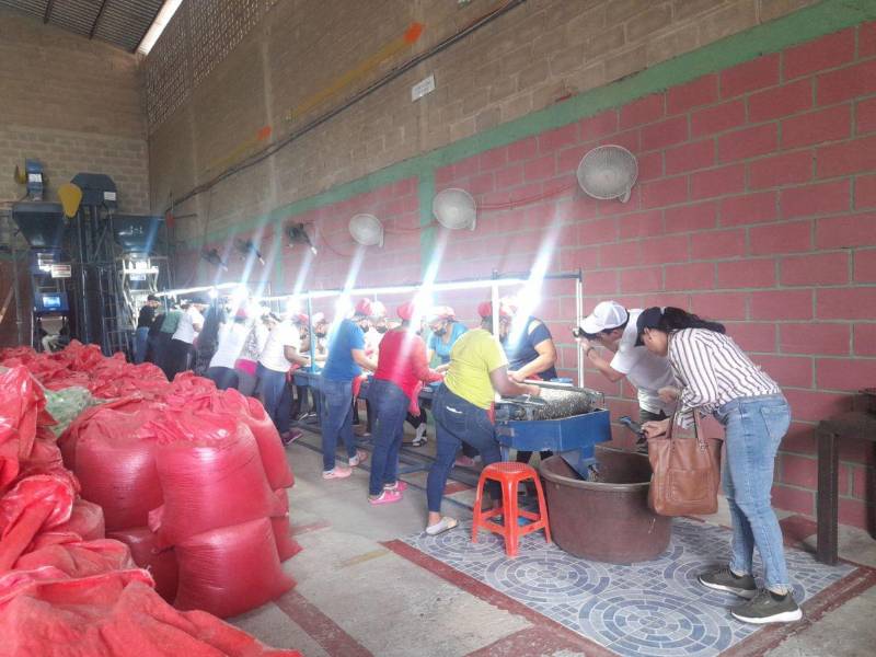 ComRural III lanza nuevas convocatorias para fortalecer el agro hondureño