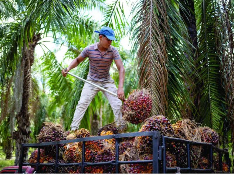 Honduras mantiene más de 190 mil hectáreas dedicadas al cultivo de palma africana.