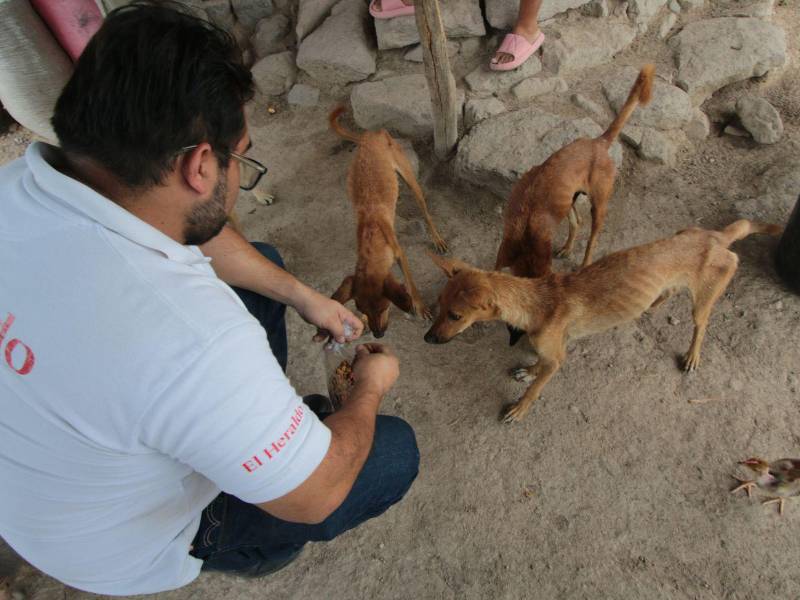 Los perros esperaban atentos la comida que les donaron los lectores de Diario EL HERALDO.