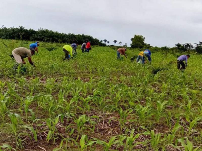 La ola de sequía en Honduras se debe principalmente al fenómeno climático de El Niño, que pone en riesgo crítico los cultivos de granos básico a nivel nacional.