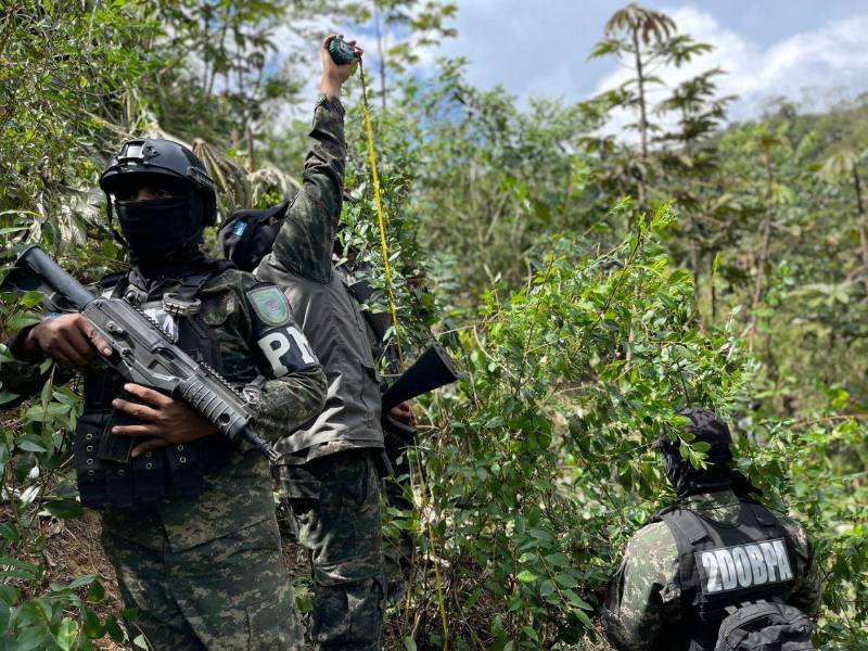 Las plantas encontradas miden más de dos metros de altura.