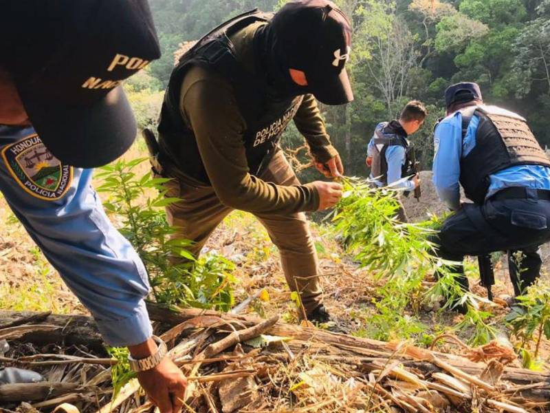 Las principales ciudades, Tegucigalpa y San Pedro Sula, destacan por los altos decomisos de marihuana.