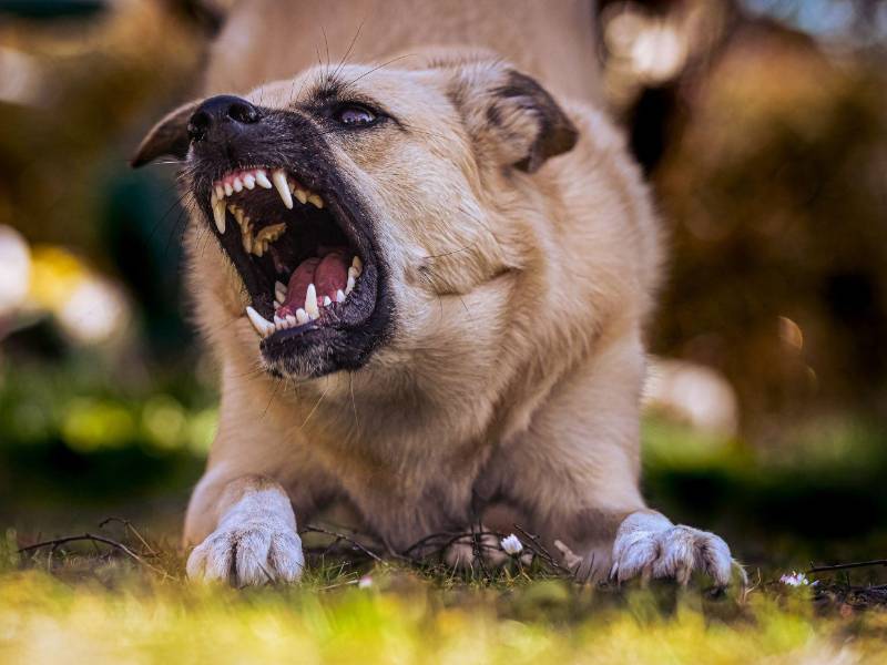 La Ley de Bienestar Animal establece que las personas que posean un animal también deben responsabilizarse de que este no represente un riesgo para la comunidad o su entorno.