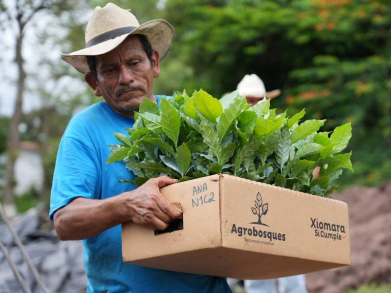 Los campesinos reciben de forma directa las plantas de café.