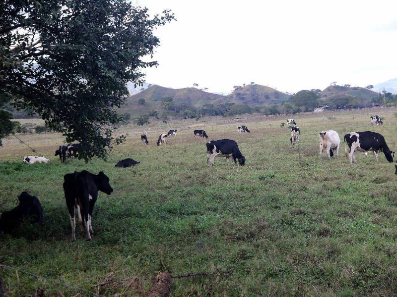 Las parcelas en las que sembraban productos agrícolas ahora son usadas como potreros en el Valle de Jamastrán.