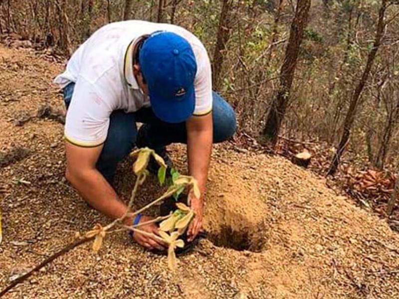 Durante 2025, la municipalidad intensificó los esfuerzos de reforestación, logrando plantar más de 140 mil árboles en distintos sectores del Distrito Central.