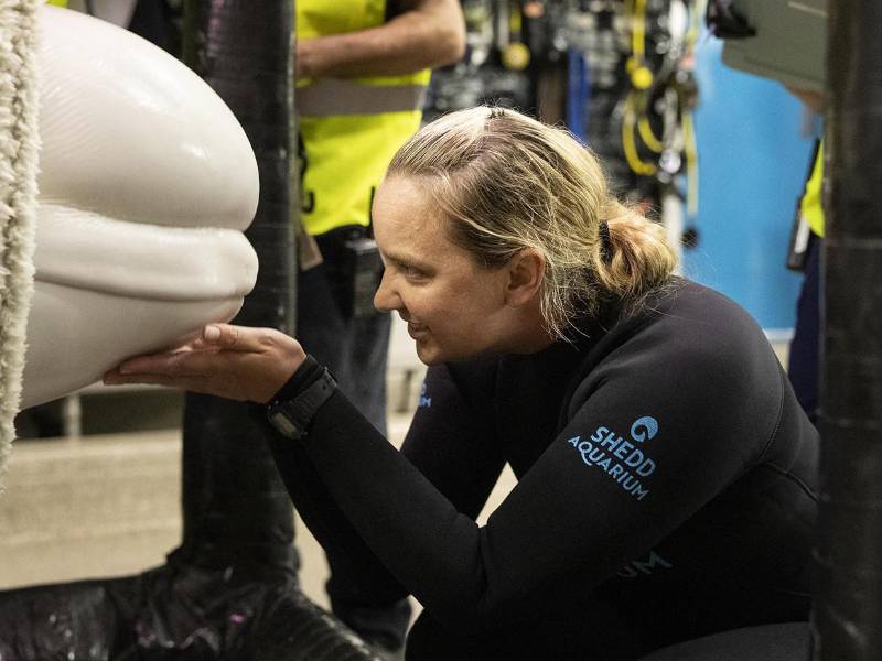 Una integrante del equipo de traslado sosteniendo una ballena beluga.