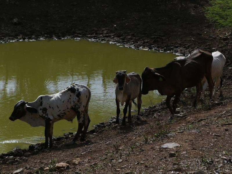 Algunos productores sobreviven gracias a la construcción de pozos y cosechadoras de agua.