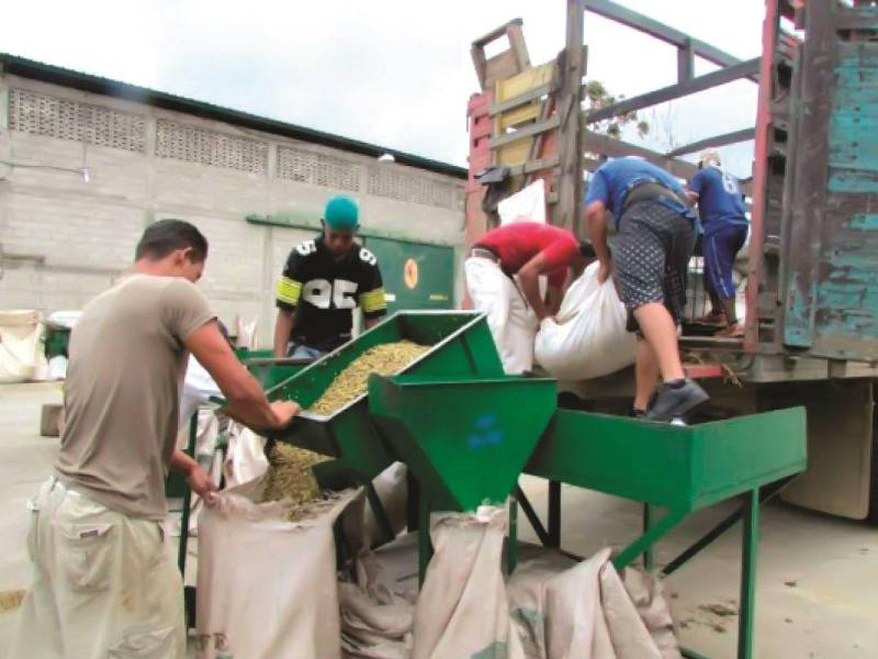 La Unión, Copán, registró la mayor productividad promedio del país, con 26.63 sacos por manzana, de acuerdo con estimaciones del Instituto Hondureño del Café (Ihcafé).