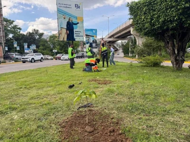De acuerdo con la municipalidad, en lo que va del año se han sembrado más de 40,000 plantas en distintos sectores de Tegucigalpa y Comayagüela.