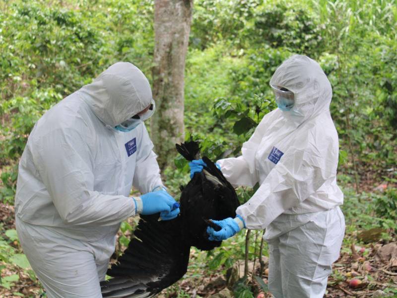Honduras reportó en junio la muerte de unas 450 aves silvestres por influenza aviar H5N1.
