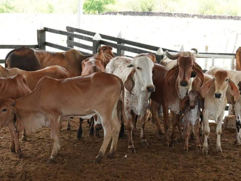 La iniciativa busca aumentar la productividad y competitividad del sector mediante programas de mejoramiento genético, entrega de insumos como semillas de pasto adaptadas a cada finca, repoblación bovina y fortalecimiento de la alimentación animal.