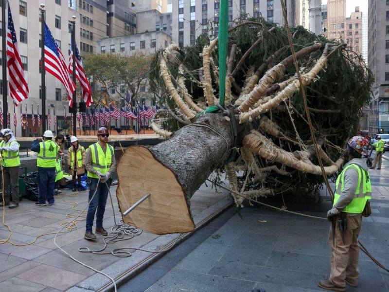 Un equipo de trabajadores levanta el árbol de Navidad del Rockefeller Center en Nueva York.