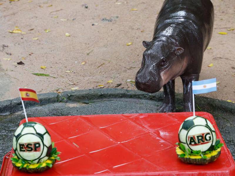 Narongwit Chodchoi, director del centro, explicó a los medios que la actividad busca entretener a los visitantes, a la vez que aportar enriquecimiento y ejercicio al animal.