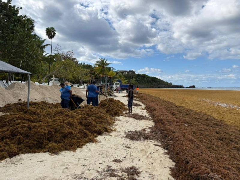 Personal de los hoteles y municipal, con apoyo de maquinaria pesada realizan la limpieza del sargazo en las playas de Roatán.