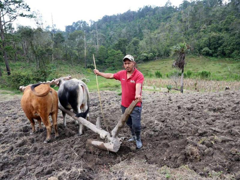 El campo está dentro de las prioridades del gobierno de Partido Nacional.