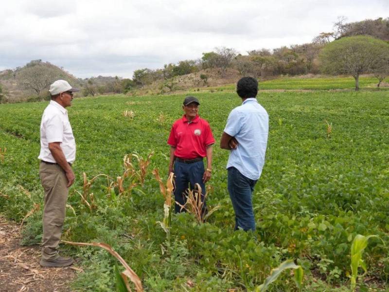 Ante la falta de apoyo al sector y los pronósticos climáticos, la producción agrícola esta en riesgo.