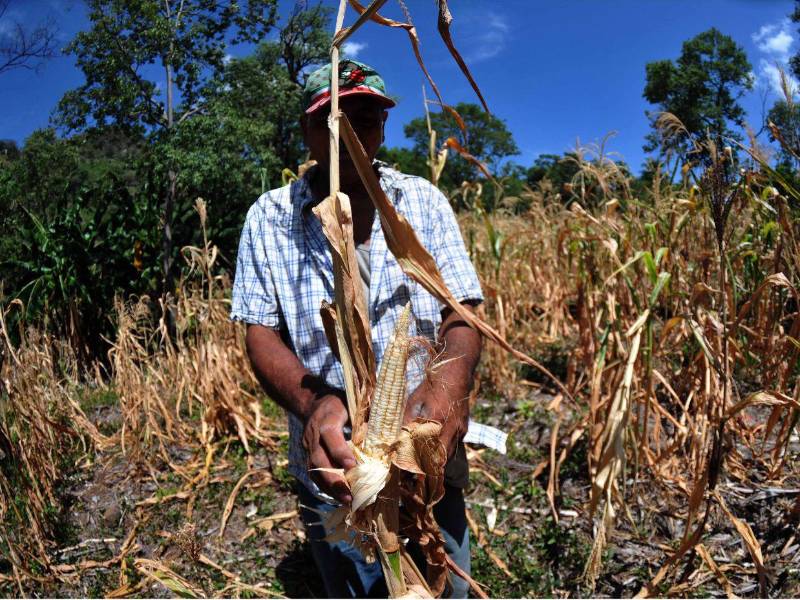 Los agricultores del Corredor Seco perdieron sus cosechas. Algunas matas crecieron y produjeron elotes, pero estos no lograron desarrollarse.