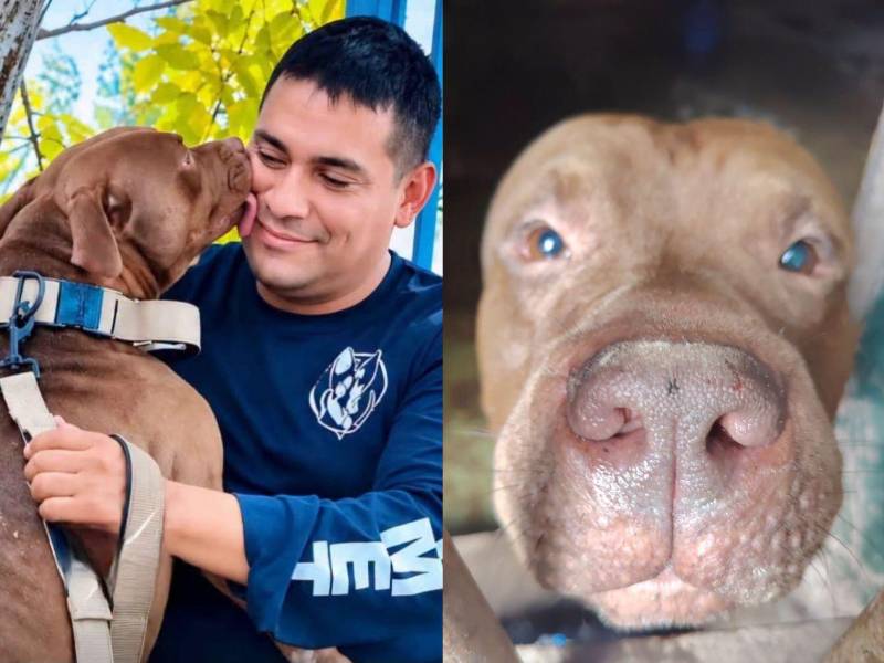 Zeus, el perro pitbull que mató a su dueño en la colonia Hato de Enmedio de Tegucigalpa, ha tenido un gran cambio tras el lamentable hecho. Esto es lo que hicieron con el canino y así luce actualmente.