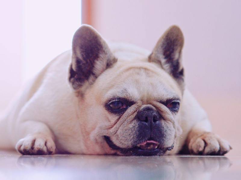 Problemas articulares como la artrosis, disminución de la audición o la visión, alteraciones digestivas y enfermedades dentales son frecuentes en esta etapa.