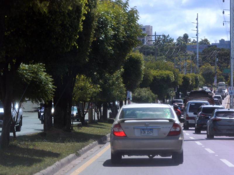 Los árboles que se siembran en las calles y bulevares son los que ayudan purificar el oxígeno en la ciudad capital.