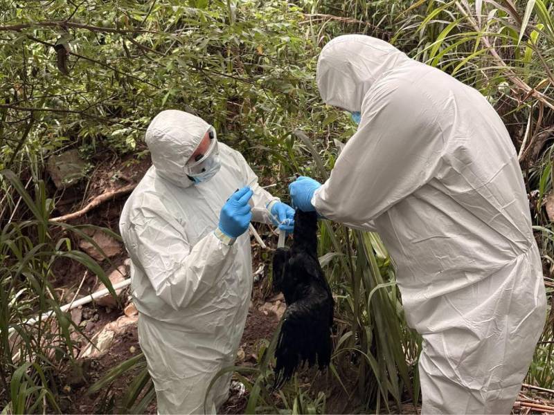 El equipo epidemiológico de Senasa ha identificado más de 400 zopilotes muertos por influenza aviar A H5N1.