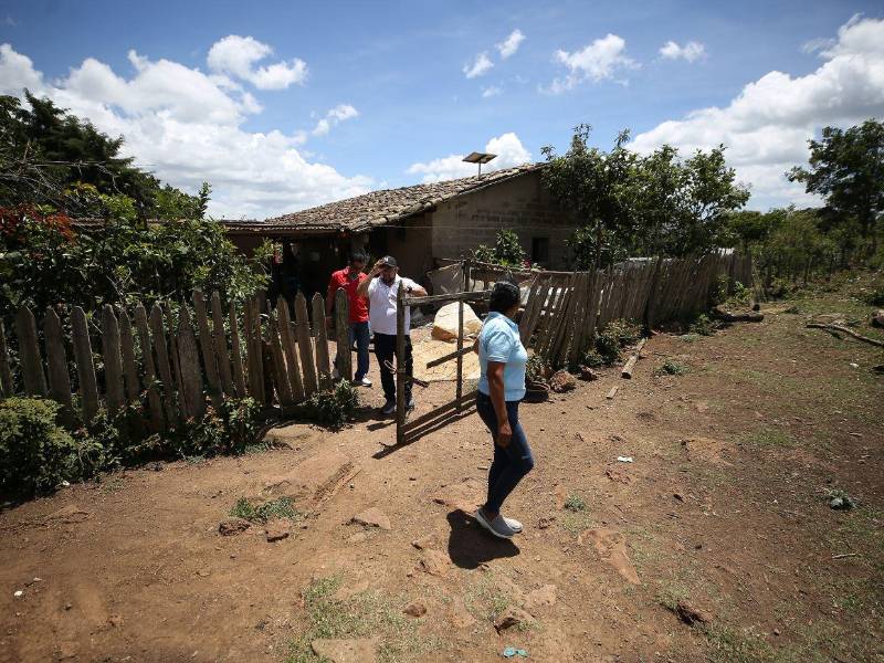 El gusano barrenador del ganado regresó a Honduras cuando las temperaturas máximas aumentaron u 1.5 grados. Expertos afirman que las altas temperaturas inciden en la proliferación de la enfermedad.