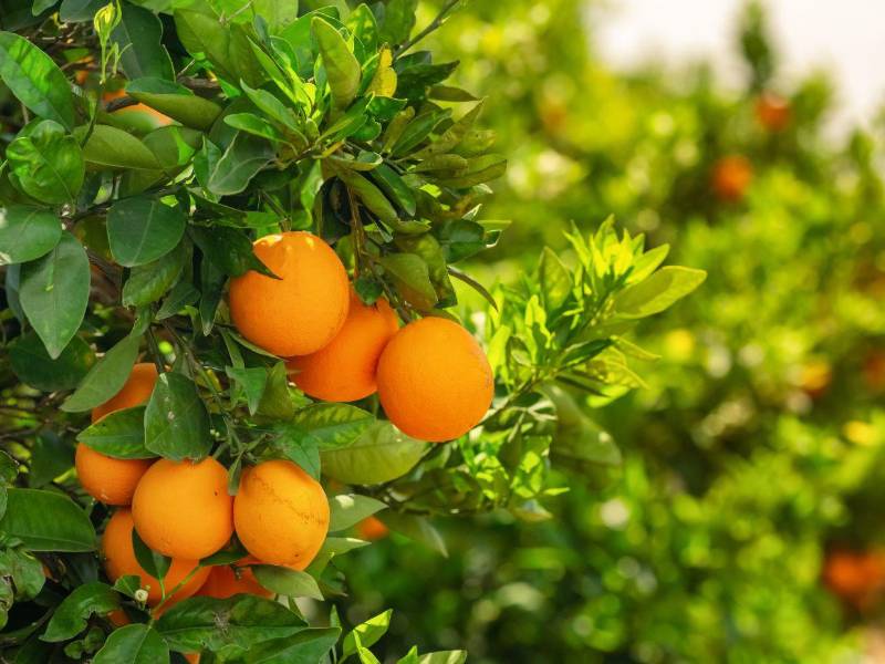 La naranja es una de las frutas más asociadas al fortalecimiento del sistema inmunológico gracias a su contenido de vitamina C. Consumirla de forma regular puede contribuir al funcionamiento normal de las defensas y aportar antioxidantes que ayudan a proteger las células.
