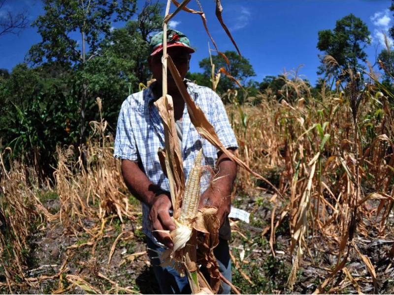 La sequía continúa golpeando a varios municipios de Honduras. Ante esta situación, la Amhon pidió adelantar los recursos correspondientes a agosto y septiembre para las zonas bajo alerta roja.