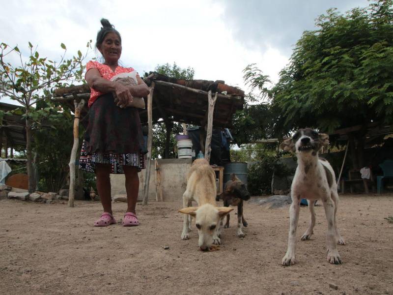 Roky y Rambo estaban desconfiados pero después comieron la donación.