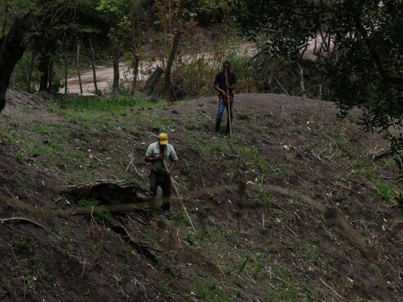 El impacto de la falta de agua en las cosechas de Honduras mantiene en alerta a productores. Desde Cenaos dijeron que solo habrá entre 30 y 40 días de lluvia y que luego viene una etapa de sequía.