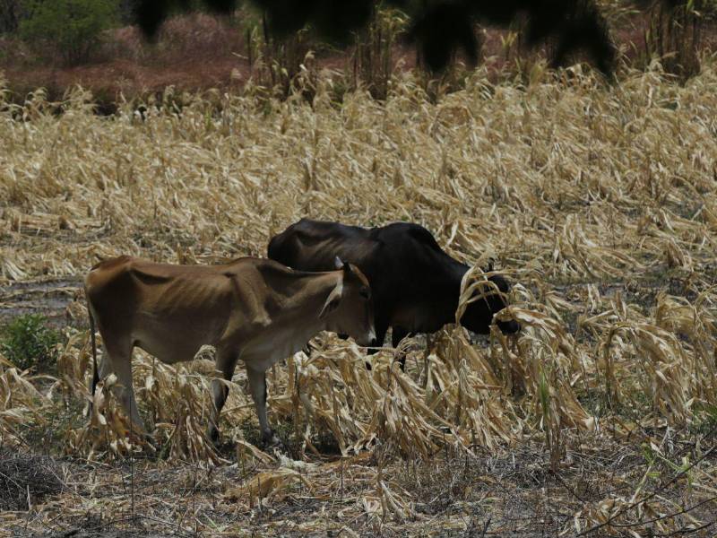 Algunos han vendido el ganado y otros lo han perdido, agravando su situación alimenticia.