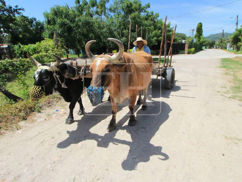 Las actividades relacionadas con la ganadería y la agricultura son visibles en las calles de Humuya. Don Edgardo Lara transita con su carreta halada por bueyes.