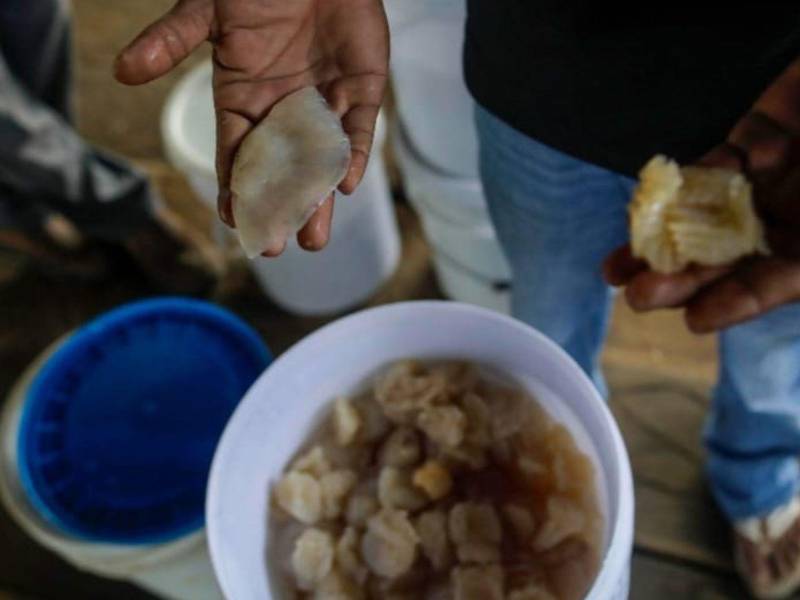 Fiscalía del Medio Ambiente y DIGEPESCA retienen más de 73 mil libras de medusa en La Ceiba