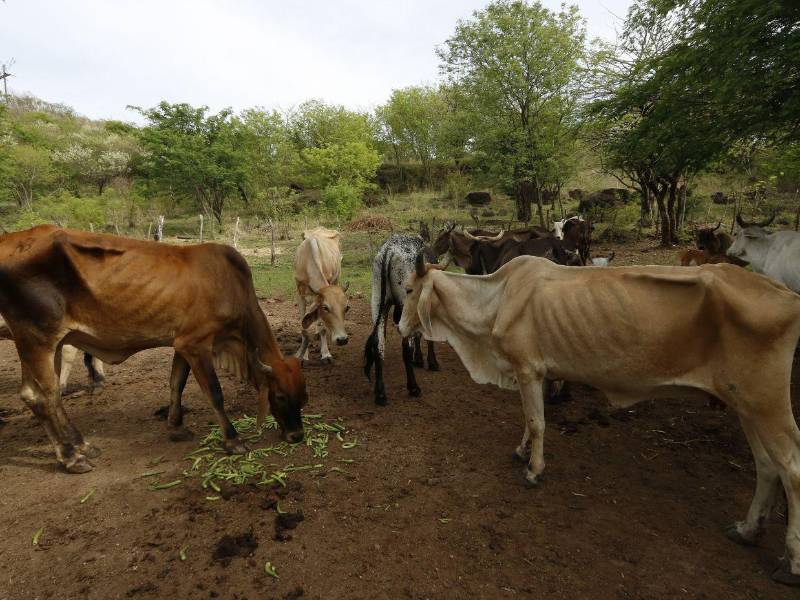 En Orocuina le lanzaron un poca de okra a las vacas, pero no les gustó, se la comían por hambre.