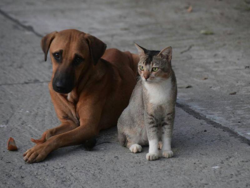 El diputado Cárlenton Dávila del Pinu-SD, propuso la esterilización masiva de perros y gatos callejeros.