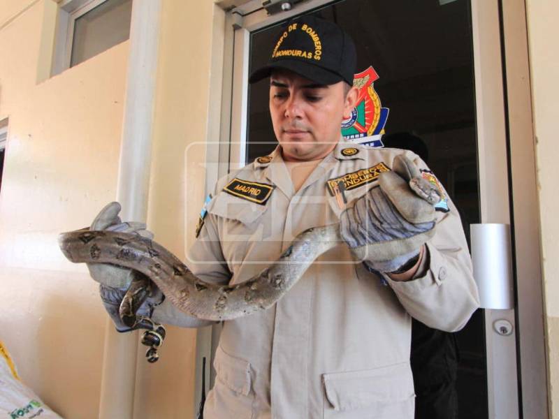 “Se está coordinando con personal especializado para llevarla al sitio seguro”, afirmó Bonilla.